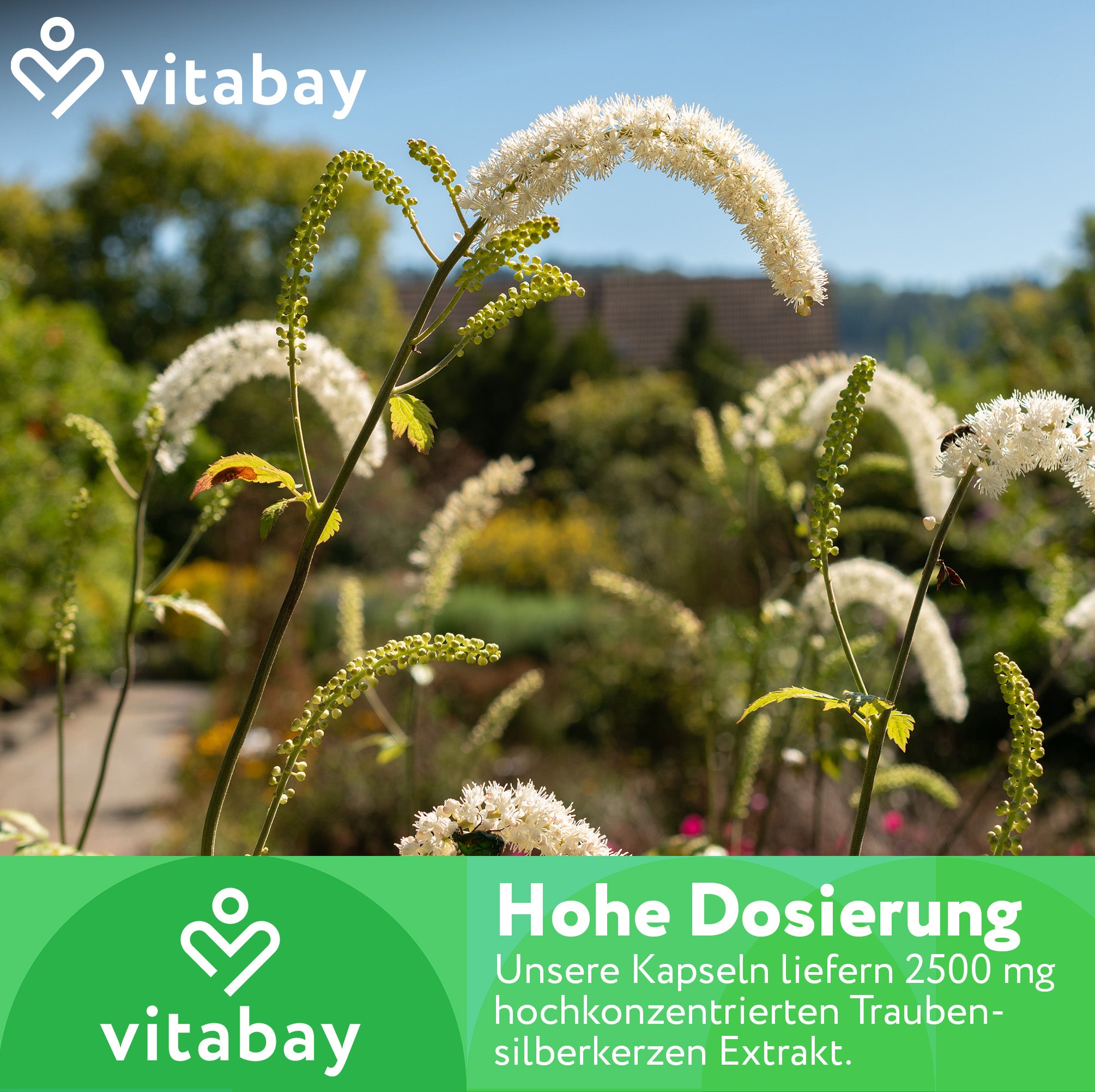 Estratto di cohosh nero 2500 mg - 120 capsule vegane